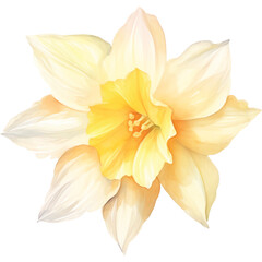 Fototapeta premium watercolor yellow daffodil flower