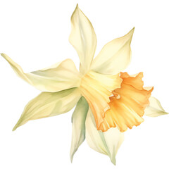 Obraz premium watercolor yellow daffodil flower