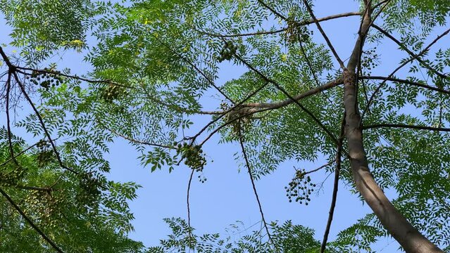 Gray squirrel on green tree branch in park, Squirrel is jumping on a tree branch. Squirrel is sitting on a tree branch.