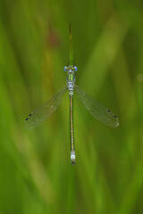 Vertical closeup on the blue Emerald spreadwing damselfly, Lestes dryas , with spread wings against a green background