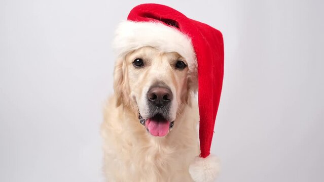 Cute Christmas dog with red Santa hat sitting on white background. Christmas or New Year card with golden retriever.