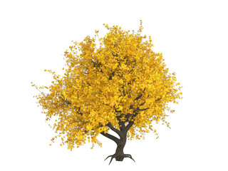 3d rendering of tree in autumn. transparent background
