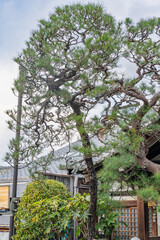 tree in bloom