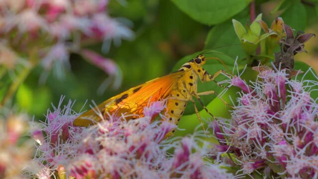 Jersey Tiger moth, colourful striped black and yellow insect closeup orange body, feeding on hemp agrimony pink wildflower