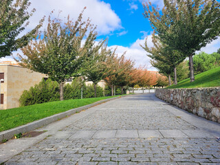 cobblestone road with golden foliage trees