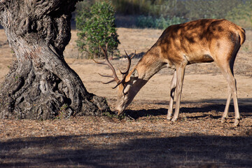 Young male of common european deer (Cervus elaphus) eating sprouts next a tree