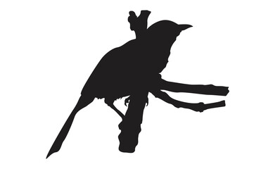 Pose of a bird perched on a twig silhouette with a transparent background