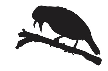 Pose of a bird perched on a twig silhouette with a transparent background