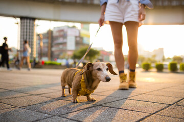 Woman go out with dachshund dog in city at sunset time