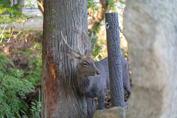Photography in Nara Park, Japan - Deer grinding antlers on tree bark.