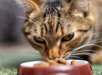 Cat eating his food from his bowl at home closeup