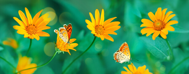 Orange butterflies on yellow flowers in a garden. Summer wonderland. Banner format. - 675989871