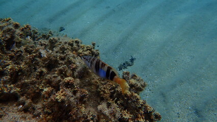 Painted comber (Serranus scriba) undersea, Aegean Sea, Greece, Halkidiki