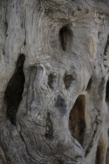 Rinde am Stamm eines Olivenbaums