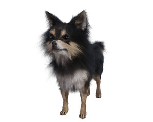 3d rendering of black long hair chihuahua, transparent background
