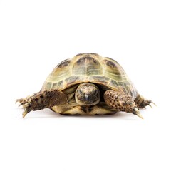 Little animal turtle on white
