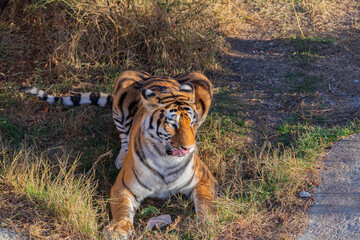 Animals are inhabitants of the lion park 