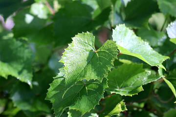 Grape vine leaves with small drops of morning dew on a sunny summer day. Horizontal photo, natural background
