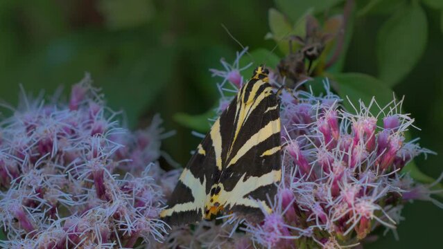 Jersey Tiger moth, colourful striped black and yellow insect closeup stripes, sits on flower, starts to feed