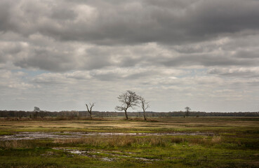 A few bare trees on the vast natural area of ​​the Balloërveld in the province of Drenthe, the Netherlands