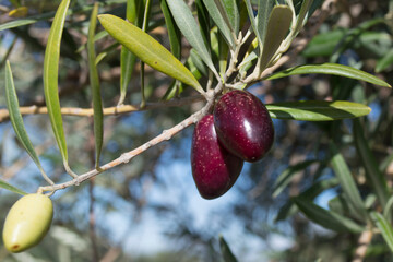 Aceitunas picual maduras en olivar español