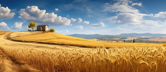 In the isolated farm against the backdrop of the golden and white autumn the summer s growth of wheat and corn stands tall showcasing the natural beauty of agriculture while the scent of fr - Powered by Adobe