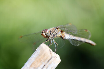 libellula