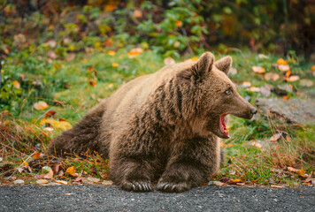 Fototapeta premium brown bear in the forest