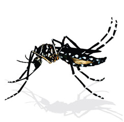 Aedes_Aegypti mosquito gnat bloodsucker disease transmissor 