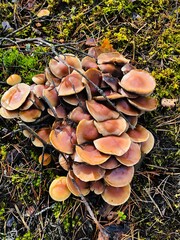 Fototapeta premium Edible mushrooms in the forest.