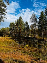 Autumn forest on a sunny day.