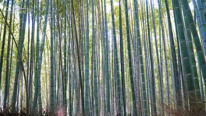 Beautiful bamboo background with natural scene