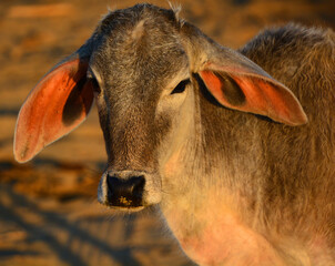 The Brahman breed (also known as Brahma) originated from Bos indicus cattle from India, the 