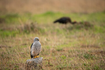 Montagu's harrier
