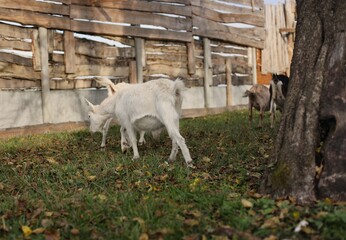 Obraz premium goats on the farm