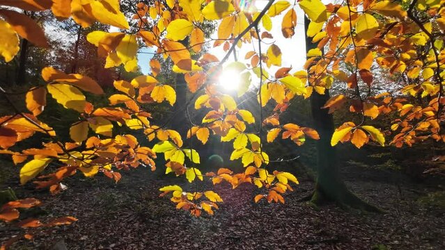 Buntes Herbstlaub, Buchenblätter im Laubwald bei Sonnenlicht, Slidershot
