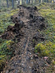 Pine forest, fire ditch in the middle