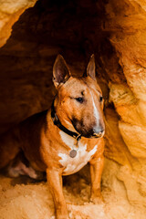 A beautiful ginger  bull terrier sits by around sandy cliff in the summer. Traveling with a dog through unusual natural places.