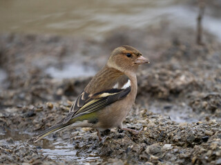 Buchfink (Fringilla coelebs)