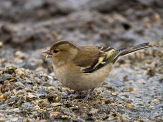 Buchfink (Fringilla coelebs)