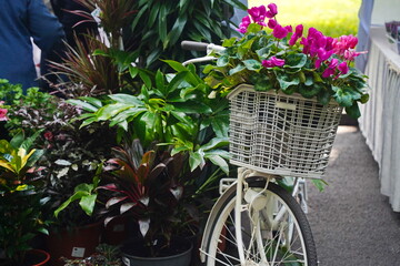 Fototapeta na wymiar A white bicycle with garden flowers in a basket.