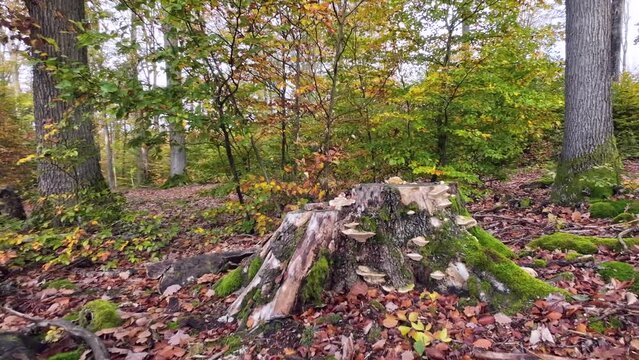 Dekorative Baumpilze auf einem alten bemoosten Baumstumpf im Herbst, Slidershot