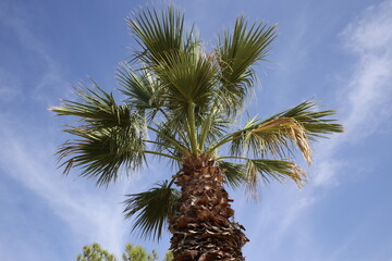 Palmenkopf mit Himmel
