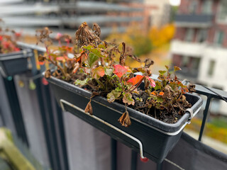 Flower pot with dried frozen dead Geranium flowers in autumn winter time in urban balcony terrace...