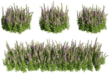 Set of foxgloves plants, 3D rendering with transparent background - obrazy, fototapety, plakaty