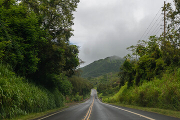 Tree lined highway in Kauai, Hawaii, United States.
