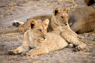 Katavi Sleeping Lions