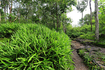 Nature trail in Lan Hin Pum at Phuhinrongkla National Park in Phitsanulok Thailand