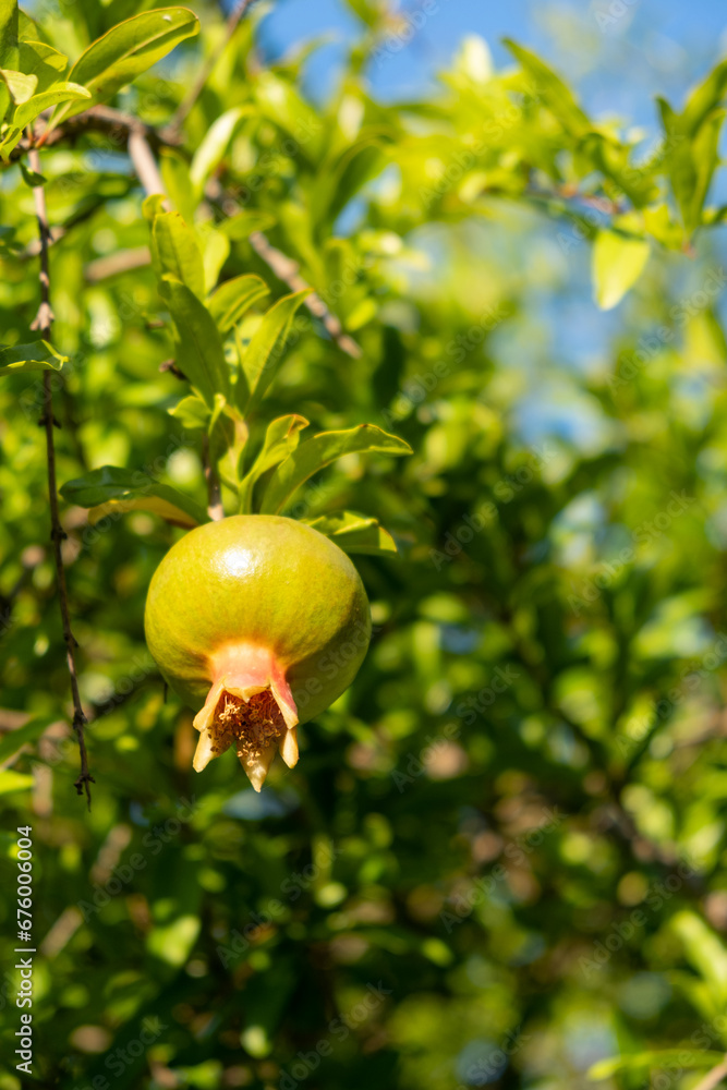 Poster pomegranate tree in a garden in turkey. small green pomegranate on a tree. unripe pomegranate in the