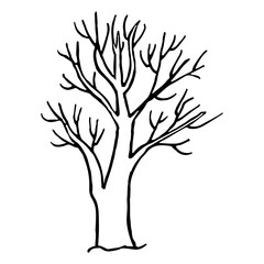 Hand drawn tree without leaves isolated on white background. Vector illustration in doodle style.